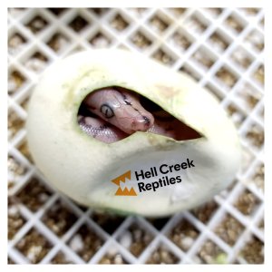 reptilenation.jpg reptilenation.jpg