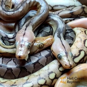 199205325_4143588092400869_229417099013533780_n.jpg 199205325_4143588092400869_229417099013533780_n.jpg