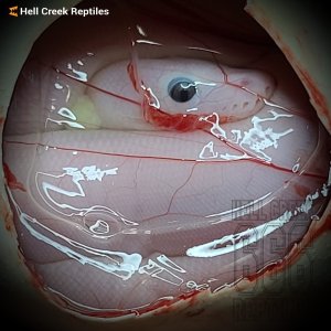 137246835_3695681583858191_8464349806708415360_o.jpg 137246835_3695681583858191_8464349806708415360_o.jpg